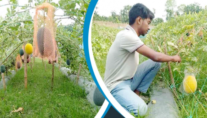 বিদেশি তরমুজ চাষে ২ লাখ টাকা আয়ের আশা ইমনের
