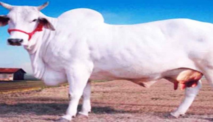 রাজশাহীর বাঘায় ভুল চিকিৎসায় গরু মৃত্যু,থানায় অভিযোগ