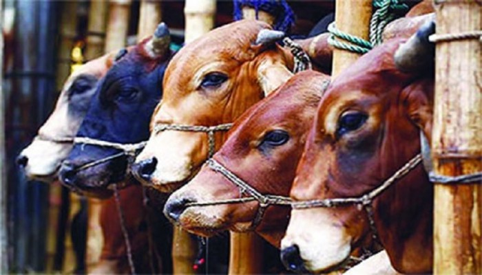 ঈদুল আজহায় গবাদিপশু কোরবানি হয়েছে ১ কোটি ৪১ হাজারের বেশি