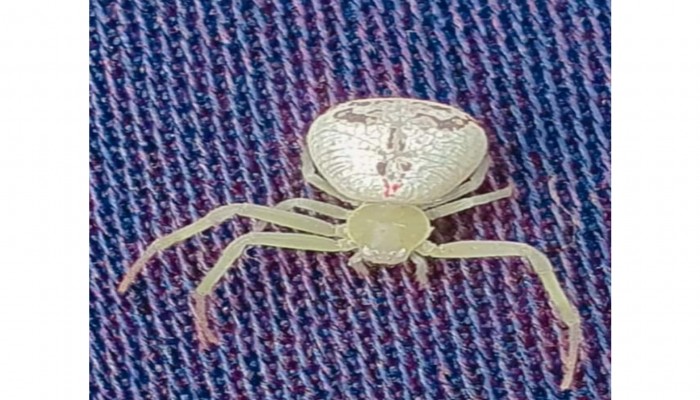 কমলগঞ্জে মানুষের মুখমণ্ডলের মত বিরল প্রজাতির মাকড়সা