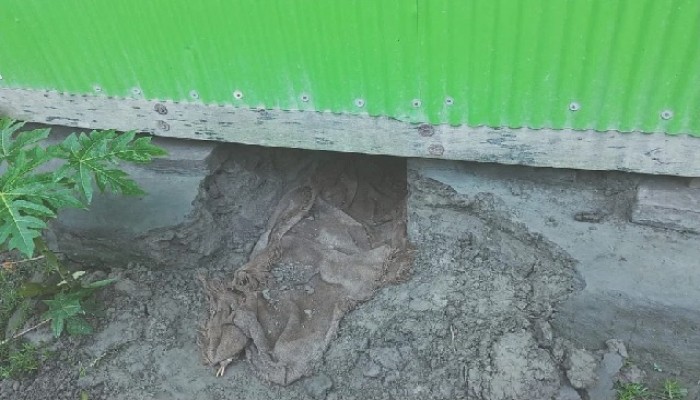 নোয়াখালীর সুবর্ণচরে সিঁধ কেটে ঘরে ঢুকে মা-মেয়েকে ধর্ষণ