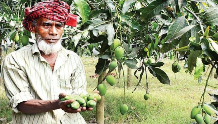 ঝরেছে আমের ৬০% গুটি, উৎপাদন আশঙ্কায় চাষিরা