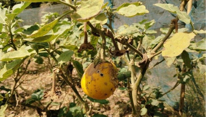 রাজশাহীতে দাবদাহে জমিতেই শুকিয়ে যাচ্ছে বেগুন-পটলসহ বিভিন্ন ফসল