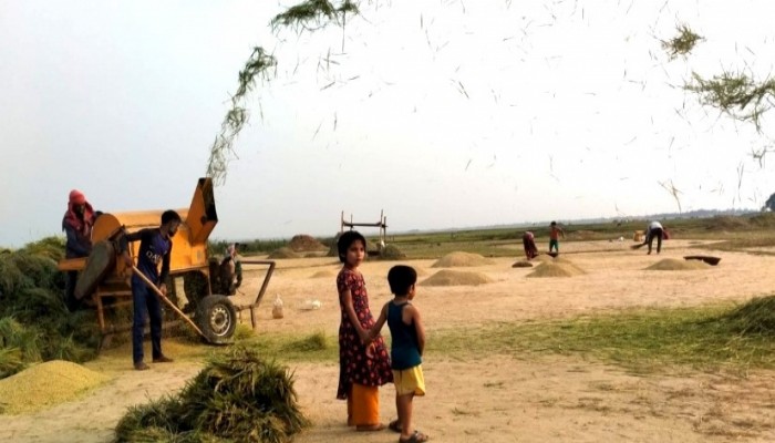 হাওরে ধান কাটা হলো সারা, কৃষক পরিবারে স্বস্তির হাসি