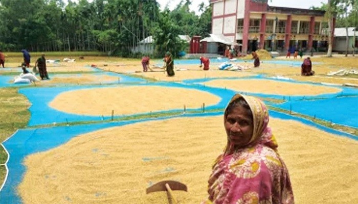 লক্ষ্যমাত্রার চেয়ে বেশি বোরো উৎপাদন