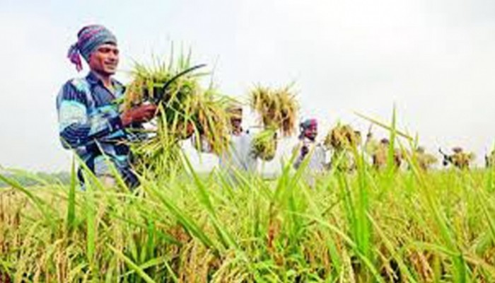 কৃষিপণ্য উৎপাদনে রোল মডেল বাংলাদেশ