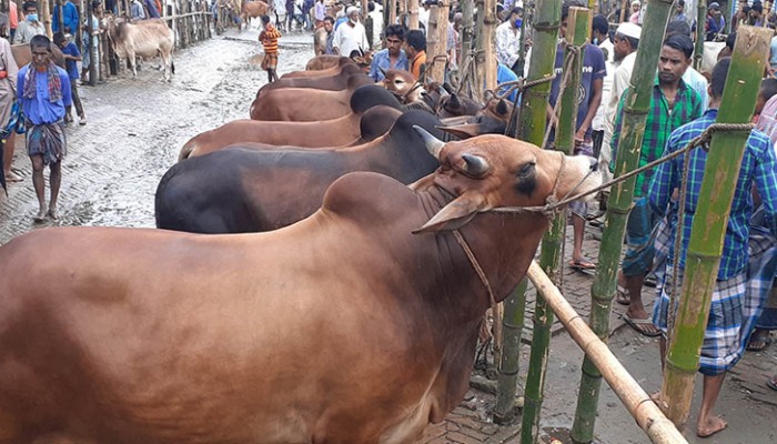 সারা দেশে পশুর হাট বসবে ৪৪০৭টি: স্বরাষ্ট্রমন্ত্রী