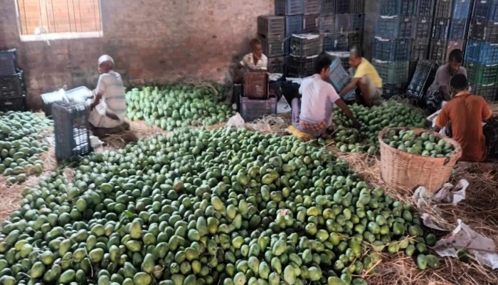 ঈদের বিরতির পর জমজমাট রহনপুর আমবাজার