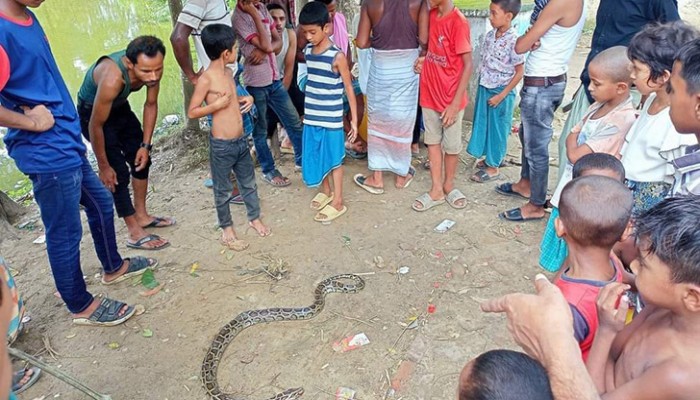 কৃষকের বন্ধু রাসেলস ভাইপার এখন শত্রু