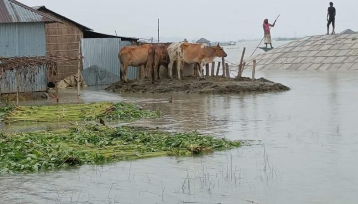 সিরাজগঞ্জে বিপৎসীমা ওপরে যমুনার পানি, প্লাবিত ৬ হাজার হেক্টর কৃষি জমি