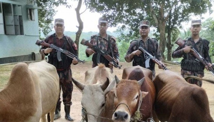 বেপরোয়া চোরাকারবারিরা, অভিযানে ৪ বার্মিজ গরু জব্দ