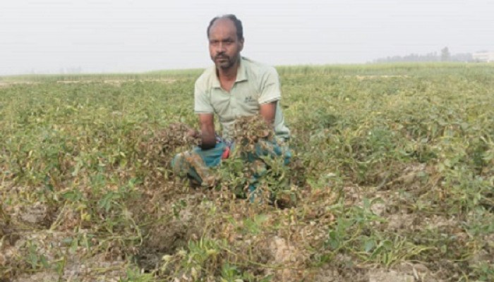 পাঁচবিবিতে কীটনাশক প্রয়োগে আলুর ক্ষেত নষ্ট