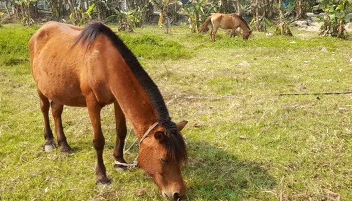 গাজীপুরে ঘোড়ার মাংস বিক্রি নিষিদ্ধ, হতে পারে জেল-জরিমানা