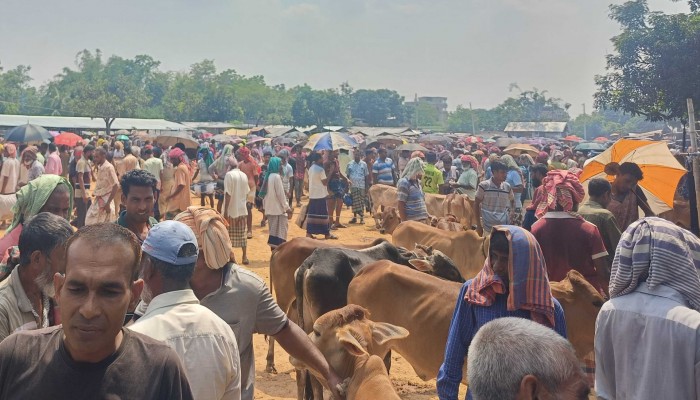 কাঁকনহাটে কোরবানির পশু বেচাকেনা জমজমাট