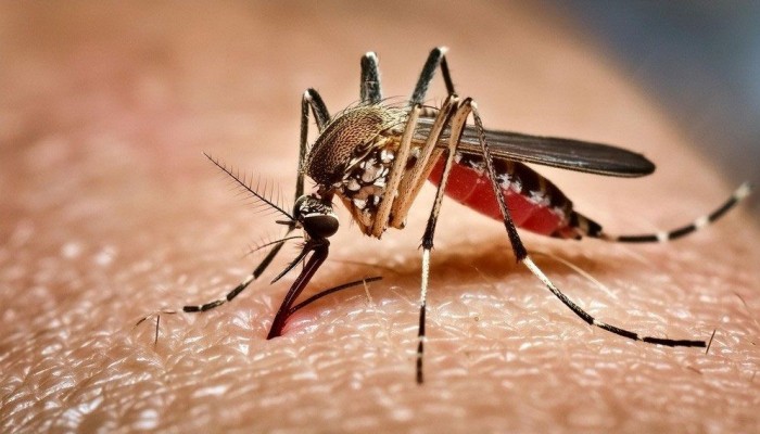 গত ২৪ ঘণ্টায় ডেঙ্গুতে ৩ জনের মৃত্যু, হাসপাতালে ভর্তি ৪৯২