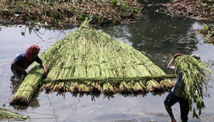 রাজশাহীতে পাটের বাম্পার ফলন