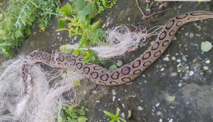 রাজশাহীতে এক মাসে মৃত ৩০০ ও জীবিত ২৫০ সাপ উদ্ধার