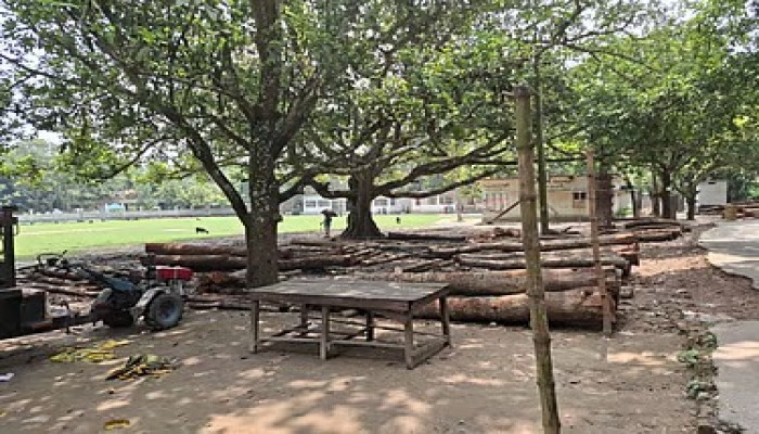 রাজশাহীতে বিদ্যালয়ের মাঠ দখল করে বিএনপি নেতার কাঠের ব্যবসা