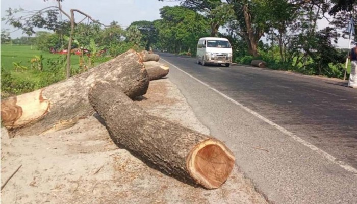 রাজশাহীতে তিন উন্নয়ন প্রকল্পে কাটা হচ্ছে ২৬৩১টি গাছ