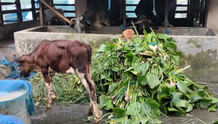 ধান না হওয়ায় চিতলমারীতে খড় সংকট, গরুকে কচুরিপানা খাওয়াচ্ছেন খামারি