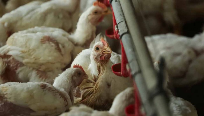 ইউরোপজুড়ে বার্ড ফ্লুর প্রাদুর্ভাব, দেশে দেশে পোলট্রি খামার লকডাউন