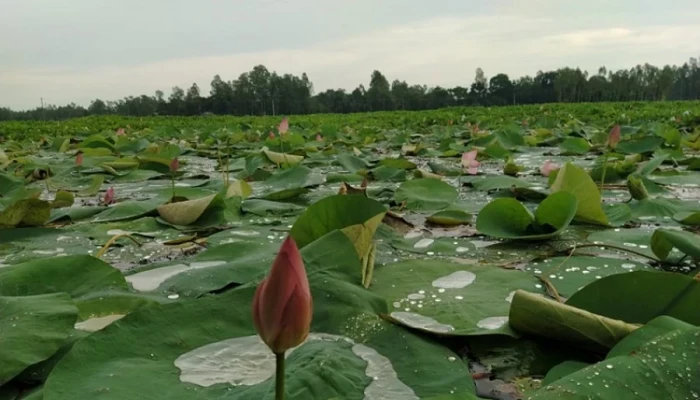 শাপলা নয় ইসির প্রতীক তালিকায় যুক্ত হলো ‘শাপলা কলি’