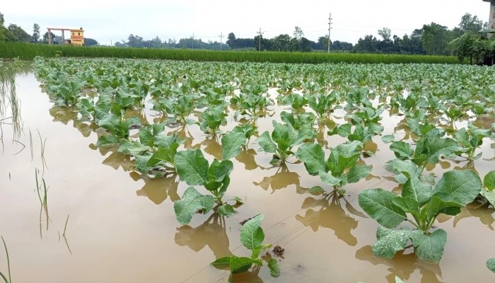 মান্দায় হঠাৎ বৃষ্টিতে আমনসহ সবজির ব্যাপক ক্ষতি