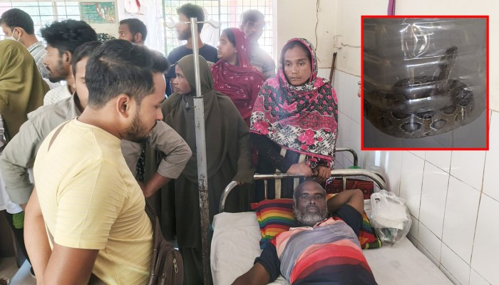 ধানক্ষেতে সাপের কামড়, জীবিত রাসেলস ভাইপার নিয়ে হাসপাতালে