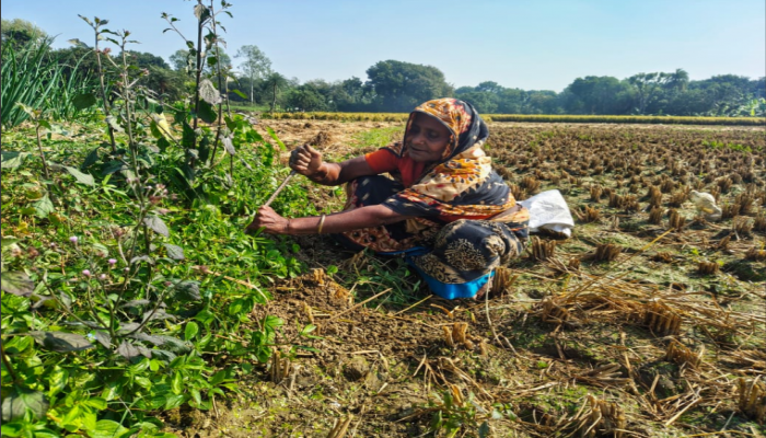 ইঁদুরের গর্তে জীবনসংগ্রাম: সূর্যহারা বেগমের দু’মুঠো ভাতের গল্প