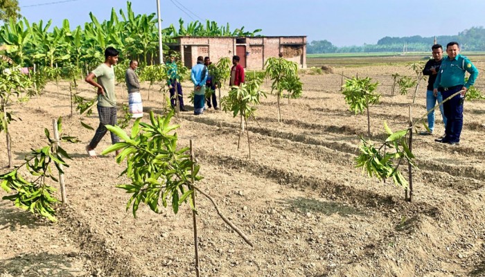 রাতের আঁধারে কৃষকের ১১৭টি আমগাছের চারা কেটে দিল দুর্বৃত্তরা
