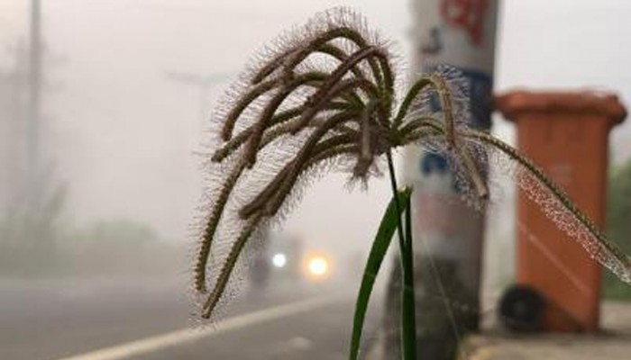 রাজশাহীতে তাপমাত্রা ৭ ডিগ্রি, ১০ জেলায় বইছে শৈত্যপ্রবাহ