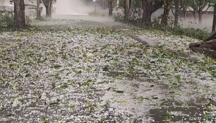 রাজশাহী চাঁপাইনবাবগঞ্জে শিলাবৃষ্টিতে আমের ক্ষতি