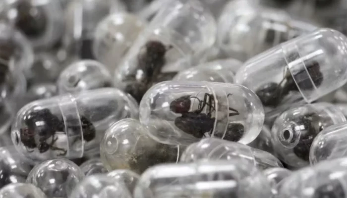 জীবিত পিঁপড়া পাচারের চেষ্টা: কেনিয়ায় চীনা নাগরিককে জরিমানাসহ ১ বছর কারাদণ্ড