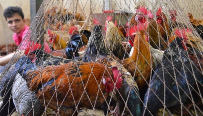 মুরগির বাজারে স্বস্তি, মাছ ও মাংসের দাম চড়া