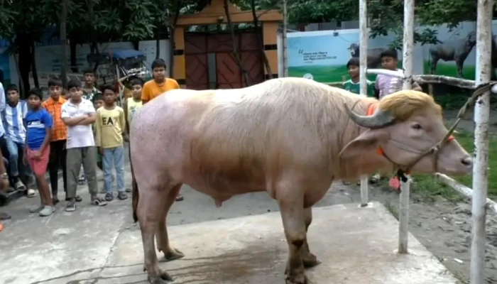 কোরবানি হচ্ছে না, চিড়িয়াখানায় যাচ্ছে ‘ডোনাল্ড ট্রাম্প’ মহিষ