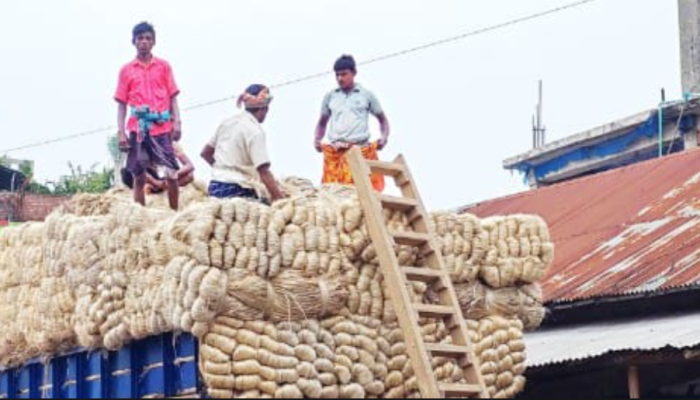 রাজশাহীর হাটে পাটের দাম চাঙ্গা: কৃষকদের মুখে হাসি রাজশাহীর হাটে পাটের দাম চাঙ্গা: কৃষকদের মুখে হাসি