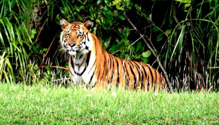 সুন্দরবনে ১০ বছরে বাঘের সংখ্যা বেড়েছে ১৯টি