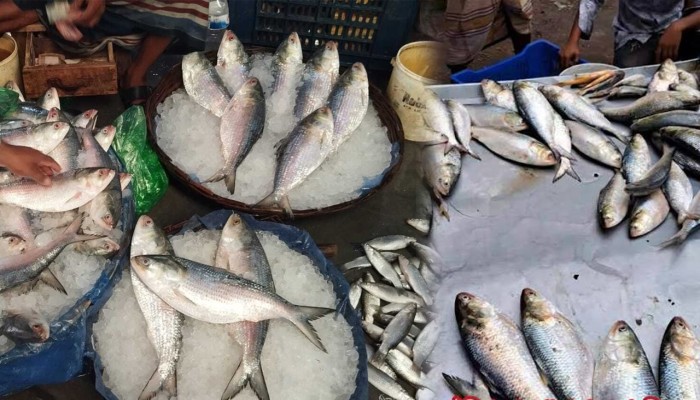 ভরা মৌসুমেও নেই কাঙ্ক্ষিত ইলিশ, জেলেরা হতাশ