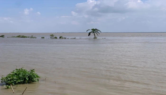 রাজশাহীতে বাড়ছে পদ্মার পানি, চরাঞ্চলে সাপের আতঙ্ক
