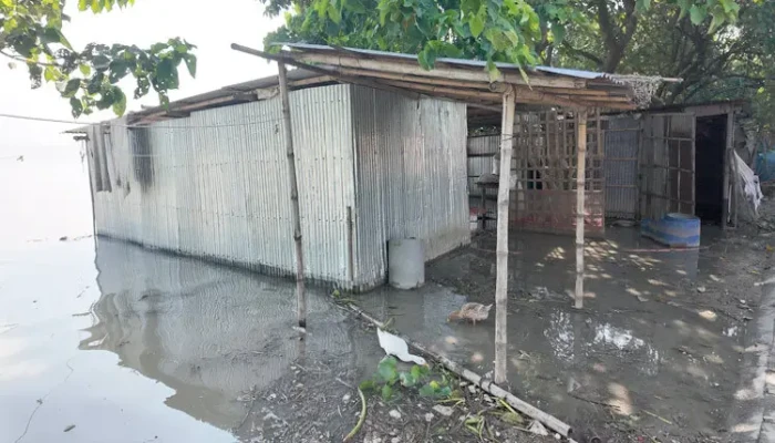 পদ্মার পানি কমলেও দুর্ভোগ কাটেনি পানিবন্দি মানুষের