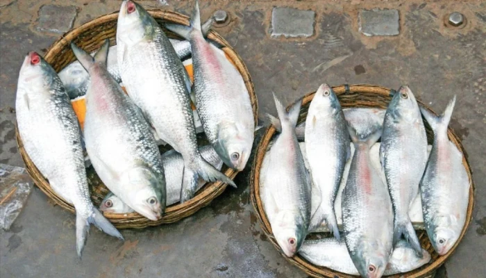 মা ইলিশ সংরক্ষণে ১১১ এমপিকে নি^র্দে^শ^না